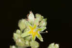 Longleaf buckwheat